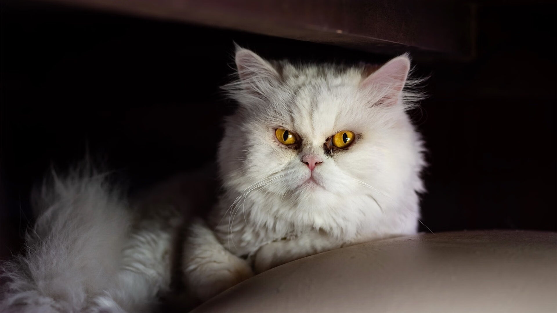 中国篮球联赛俱乐部品牌建设案例，篮球俱乐部梯队建设