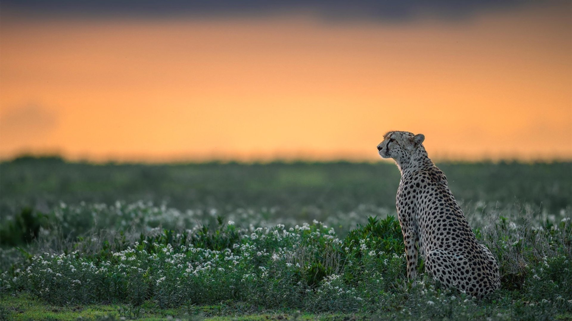中国篮球联赛发展现状及未来趋势分析，中国篮球发展现状及未来走向