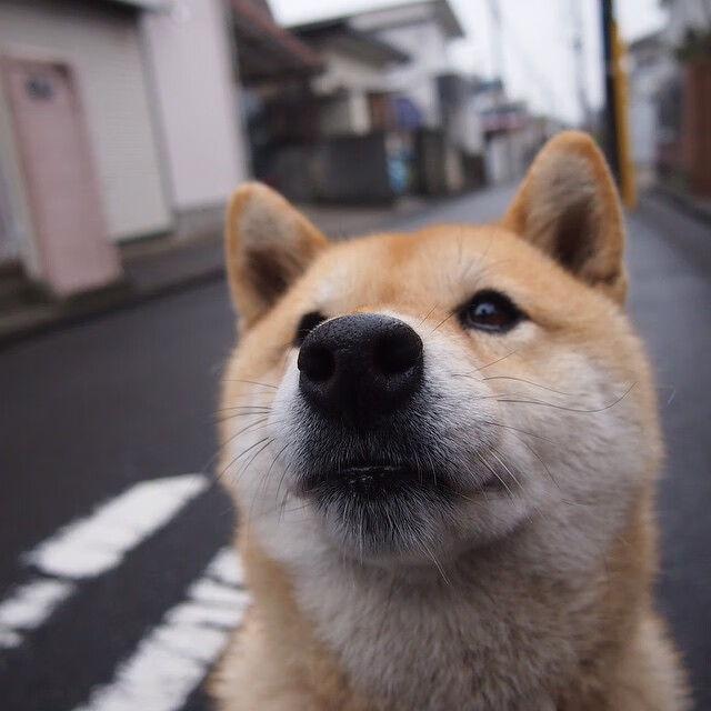 中国篮球联赛品牌塑造与粉丝互动策略研究,篮球粉丝排行榜