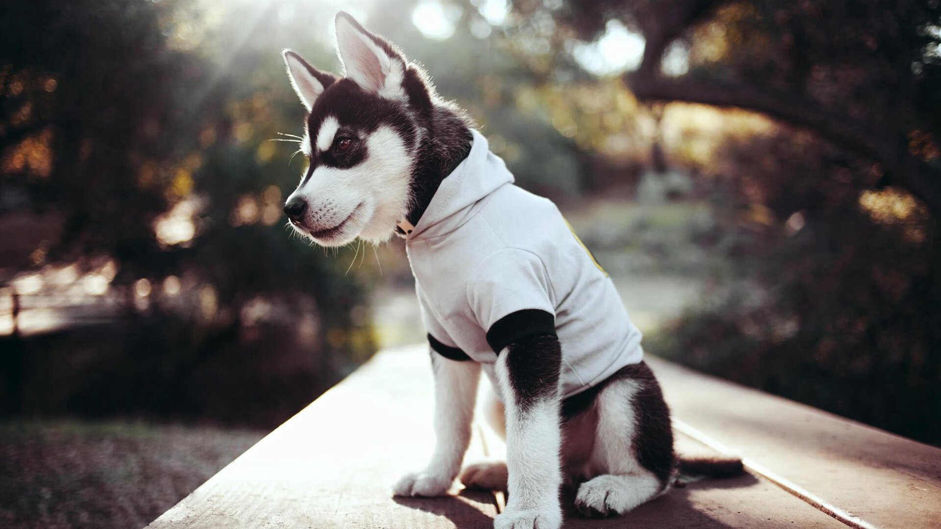 球迷文化：不同国家的传统与现代融合，球迷文化什么意思