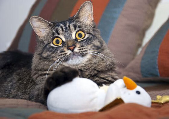 西甲青训系统引入认知训练提升比赛决策速度，西甲青训最好的俱乐部