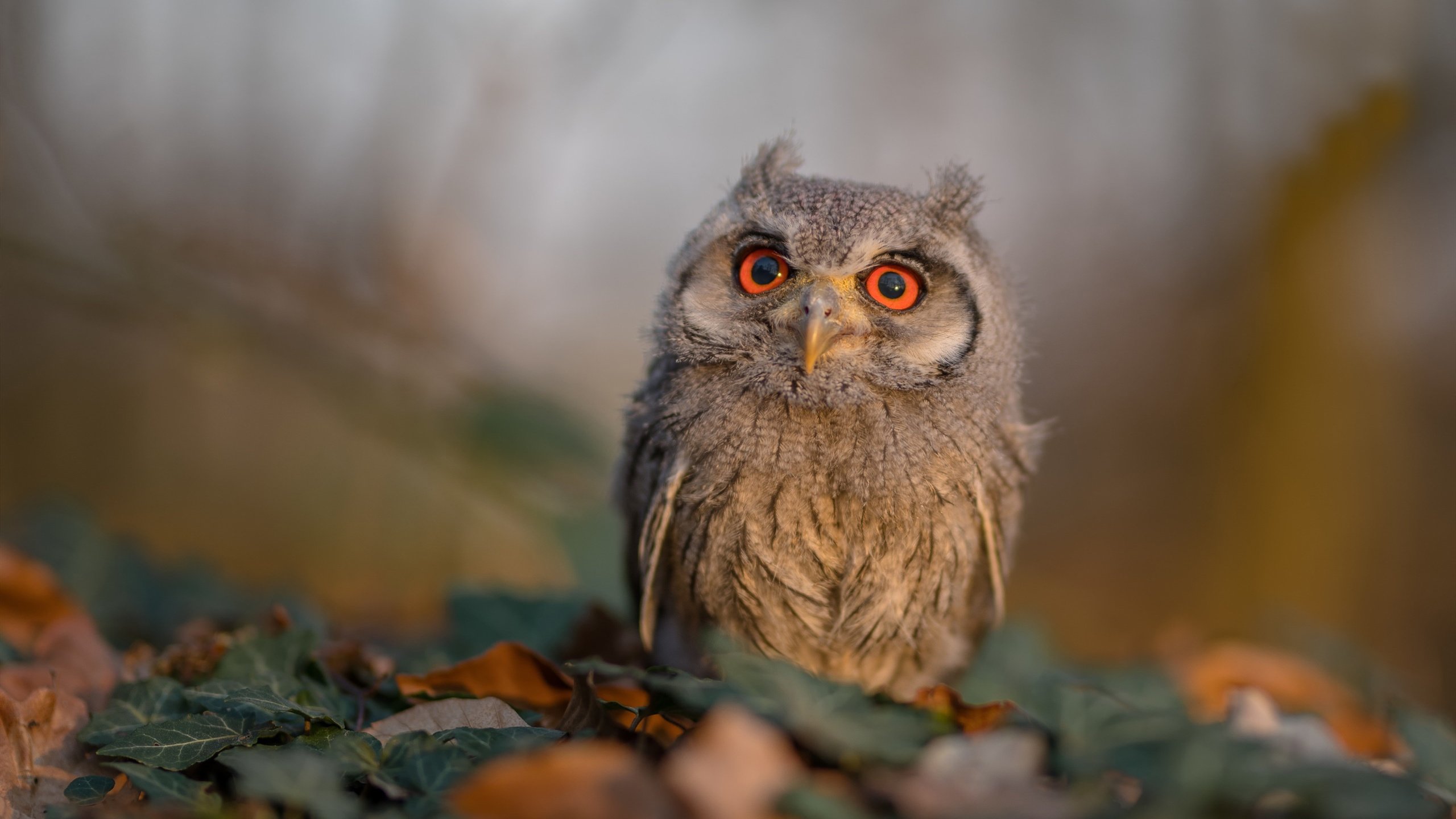 高校运动心理咨询体系完善研究,高校运动心理咨询体系完善研究方案