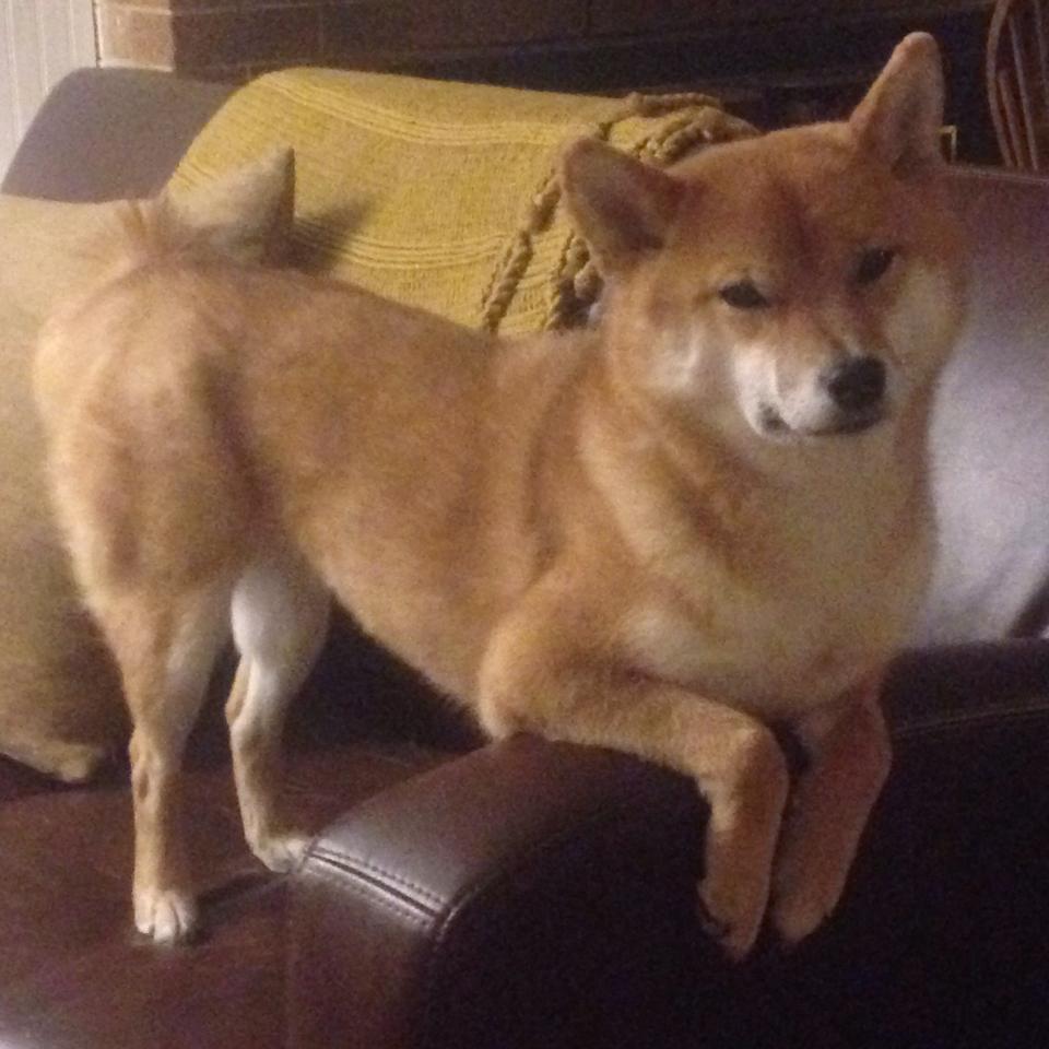 开云官网APP下载-Chinese Taipei团队未来规划：构建世界级竞技平台，china taipei