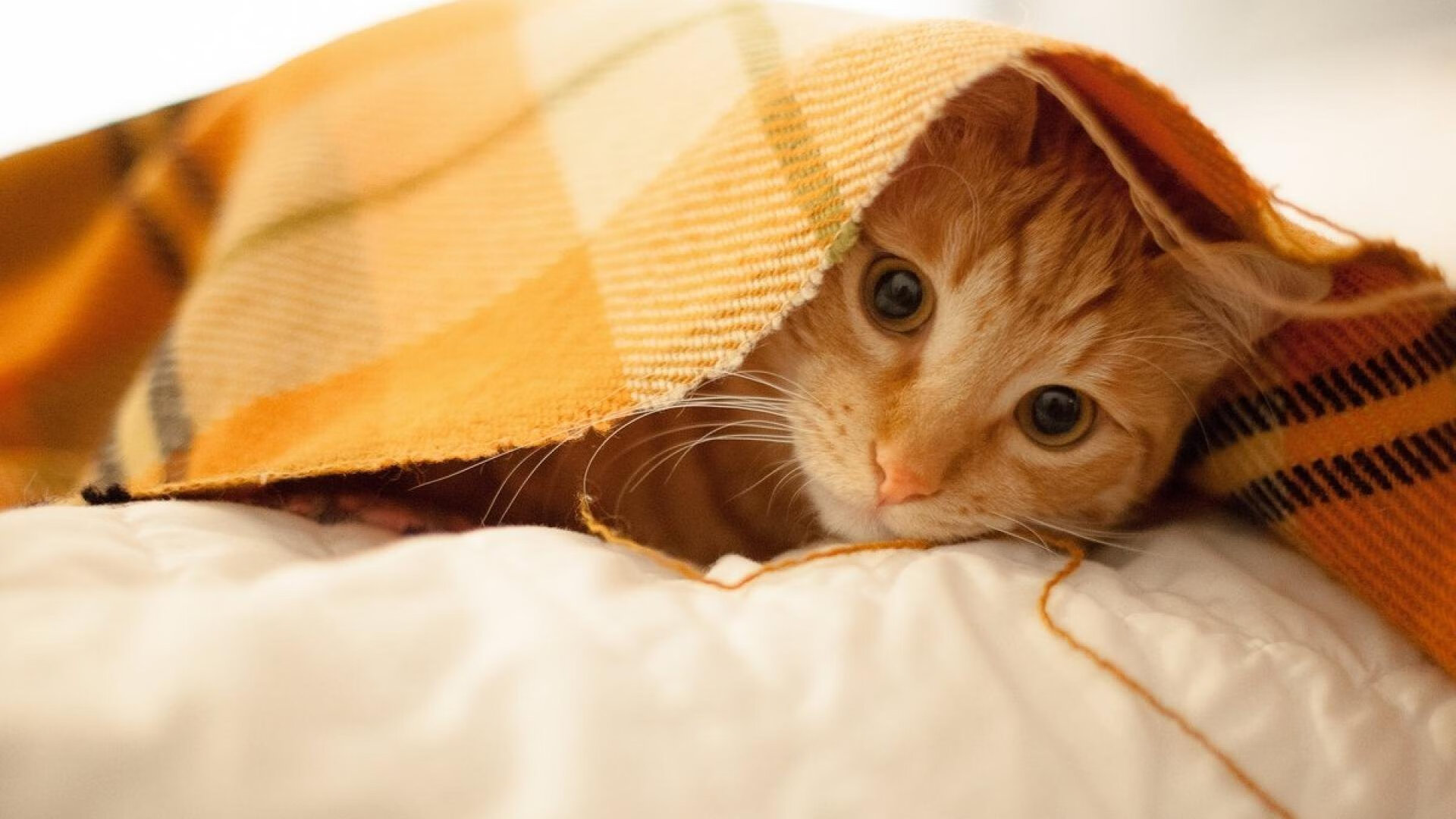 Chinese Taipei团队未来规划:构建世界级竞技平台,china taipei