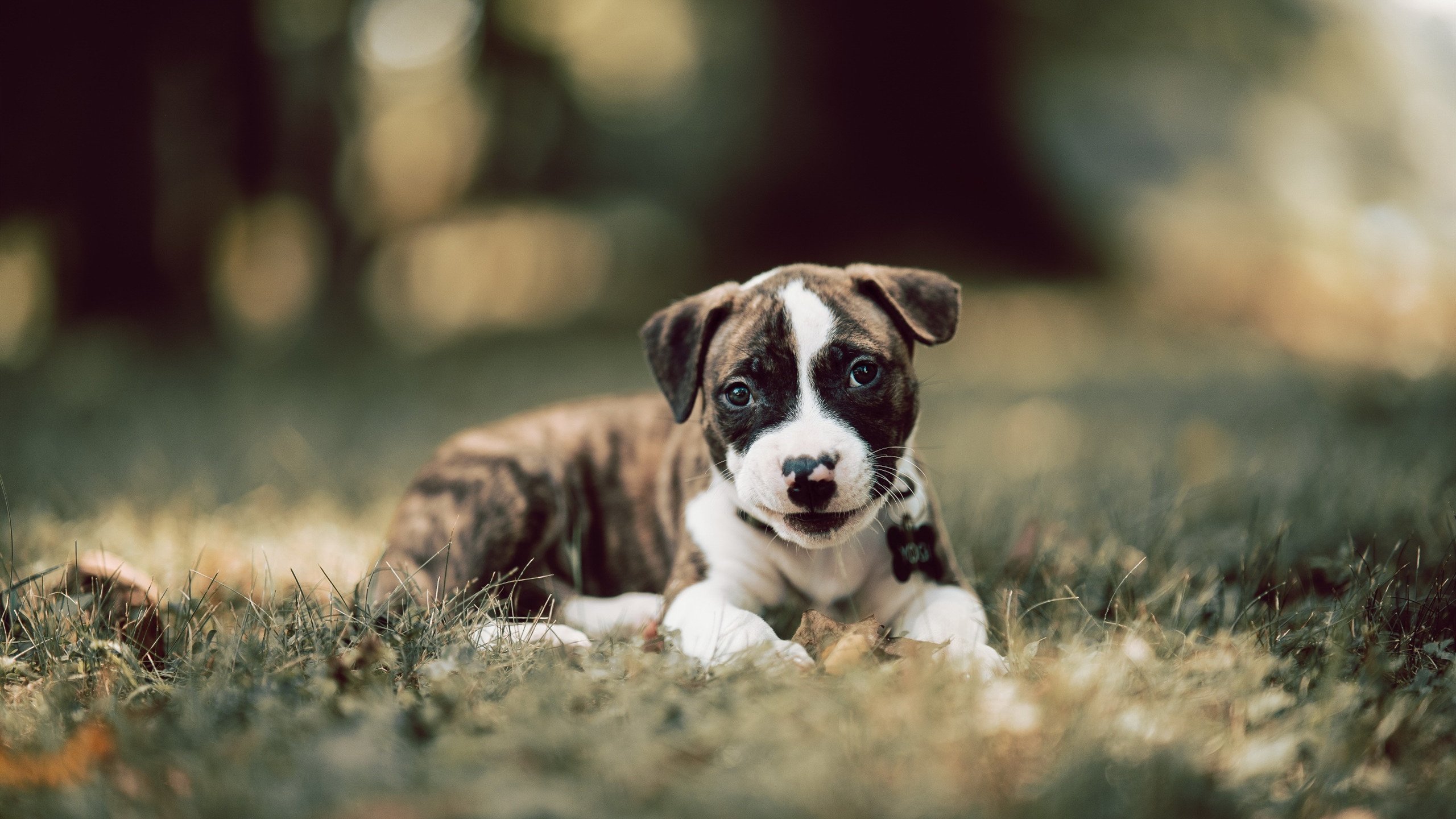 国足新帅首战迎开门红，国足新帅下周到位