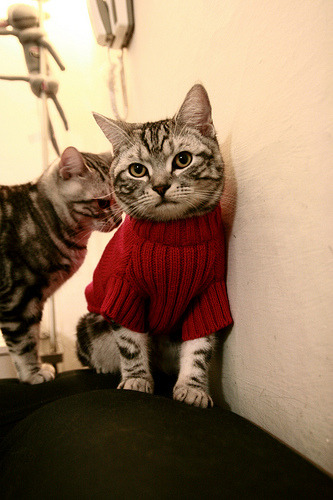 女子运动更具情感连接力与教育意义，女子运动能力的正确叙述