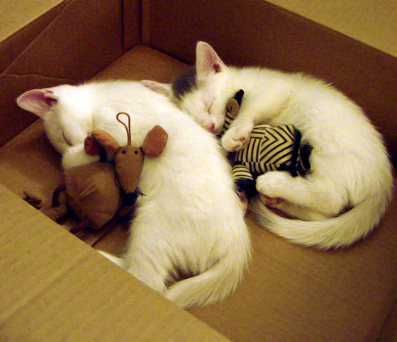 kaiyun官方网站-李娜现场观战年轻选手表现感动落泪，李娜怎么样