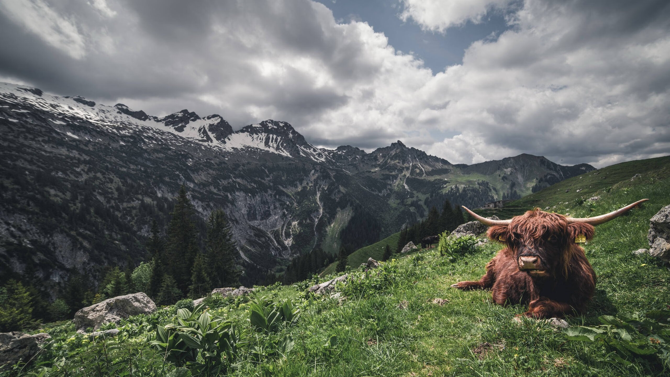 开云官网-法甲新秀崭露：未来领袖闪亮登场！，法甲新赛季
