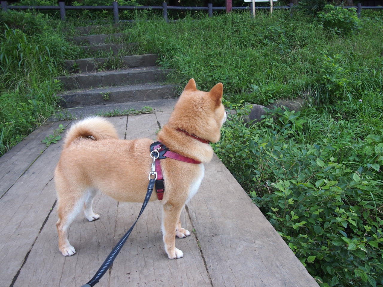 蛙泳新星摩纳哥刷新赛季最佳,摩西蛙泳视频