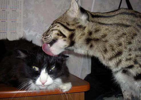 中国足球队心理素质提升在重大赛中的作用，足球心理战