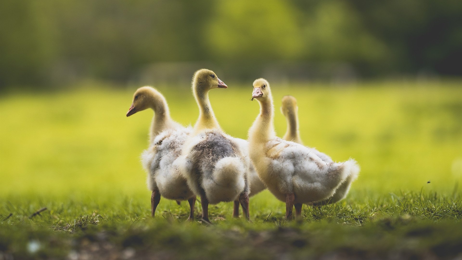 中考英语最全复习计划，大小考全程护航，中考英语考试技巧方法与策略