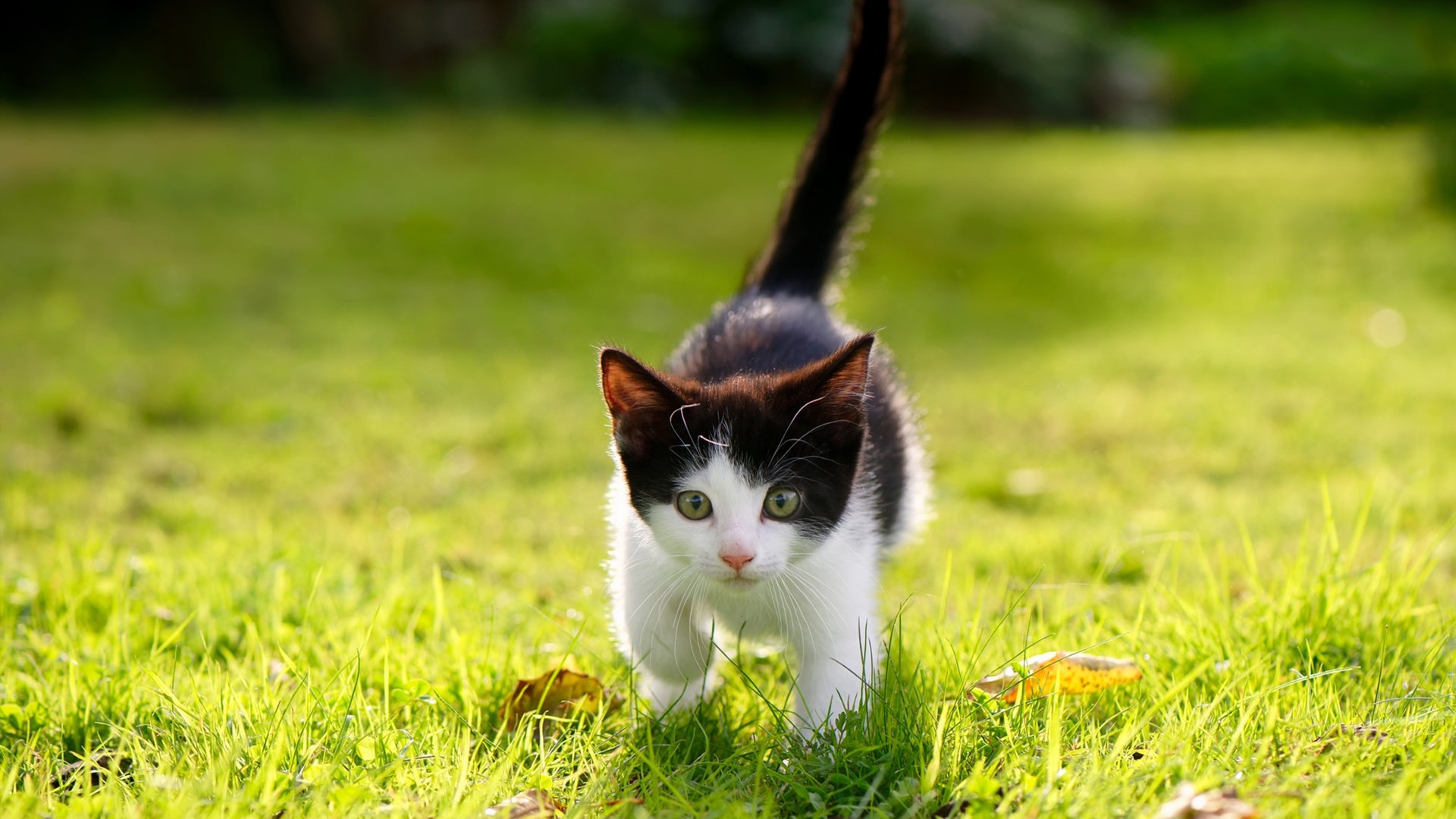 中超焦点战 鲁沪PK引爆赛场,中超第九轮鲁能对上港